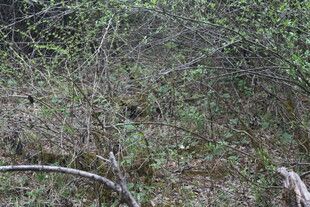 野外灌木丛景观