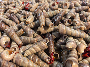 一堆钉螺内藏红色物