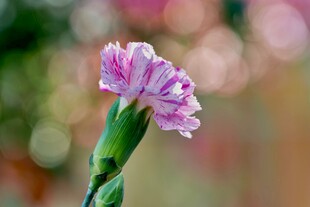 娇艳粉色康乃馨特写