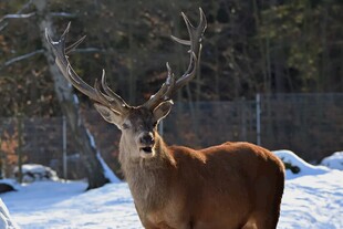 雪地中的大角鹿
