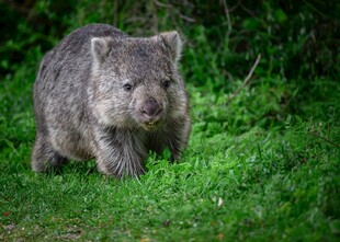 草地上的可爱袋熊