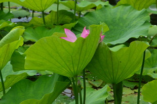 荷花荷叶  
