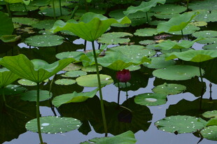 荷花荷叶 