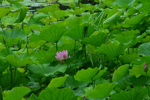 荷花荷叶 