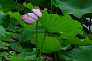 荷花荷叶  