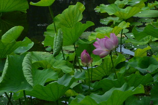 荷花荷叶 