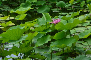 荷花荷叶  