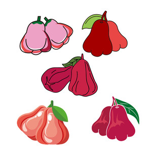 手绘多彩莲雾插画图案