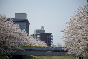 樱花盛开下的城市建筑