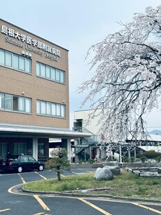 樱花树下的现代建筑