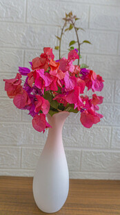 白色花瓶中的艳丽三角梅