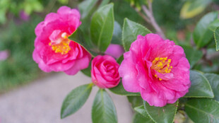 娇艳山茶花绽放