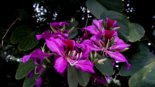 娇艳紫荆花绽放