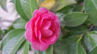 娇艳欲滴的粉红色山茶花