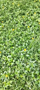 翠绿草地中的点点黄花