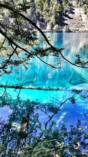 清澈蓝湖旁的繁茂树枝