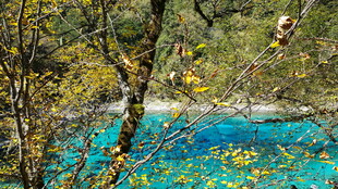 秋日蓝湖旁的斑斓树林