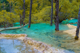 梦幻蓝绿森林中的清澈水域