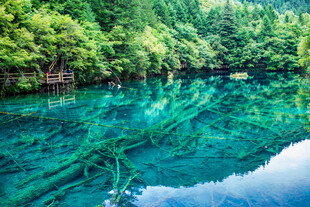 清澈碧绿的森林湖泊美景