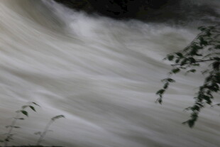 湍急溪流中的翠绿枝叶