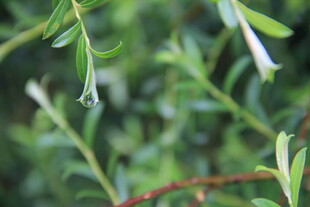 清新绿色植物花朵特写