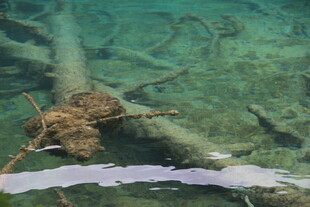 水下枯木与游动小鱼