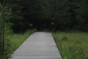 林间木栈道 静谧自然景