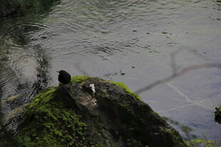岩石上的鸟儿与水边景致