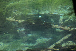 水下景象 斑驳物体与绿植