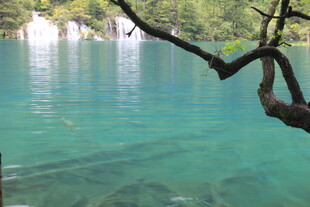 清澈湖水与岸边树枝美景