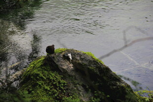 岩石上的动物与水边景致