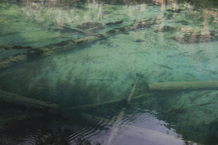 清澈水底的绿色植物景观