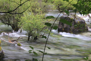 山间溪流旁的葱郁绿植