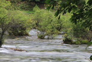 山间溪流 绿意盎然的景致
