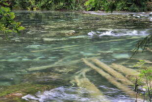 清澈溪水中的枯木景观