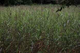 野外茂盛的绿色草地
