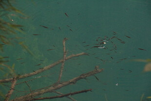 水下树枝旁的游动小鱼