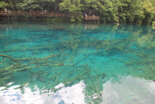 清澈碧绿的幽美水下世界