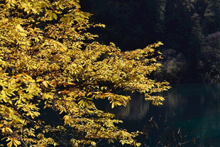 秋日金黄树叶与幽蓝背景