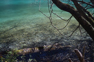 湖畔枯树 清澈湖水景致