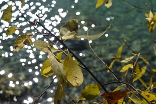 枝头小鸟伴黄叶