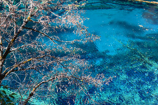 蓝湖旁绽放的绚烂花枝