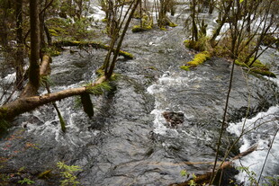山间溪流穿林而过