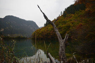 秋日湖畔枯木与山林美景