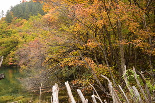 秋日林间木栅栏美景