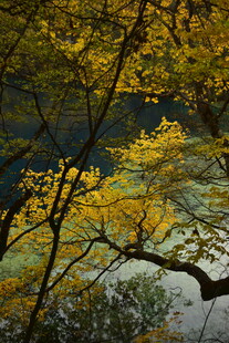 秋日湖边金黄树叶景致