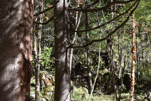 茂密森林中的挺拔树木