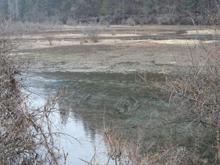 冬日河畔萧瑟景象