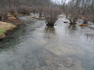 山间清澈溪流与枯树景观