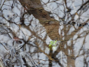 雪覆枝头 小鸟静立